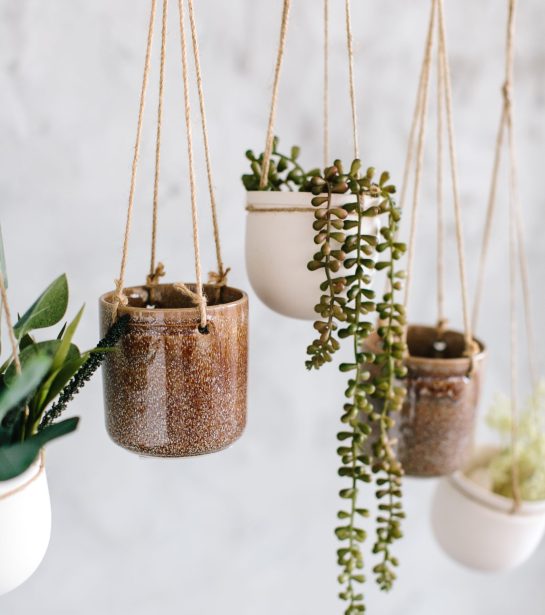 hanging plants